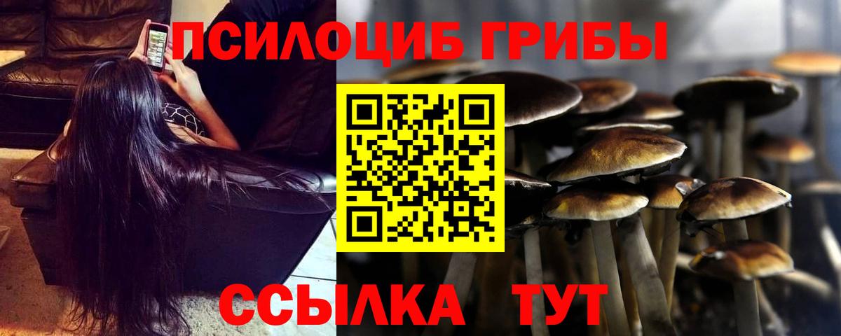 Псилоцибиновые грибы Psilocybine cubensis Осинники