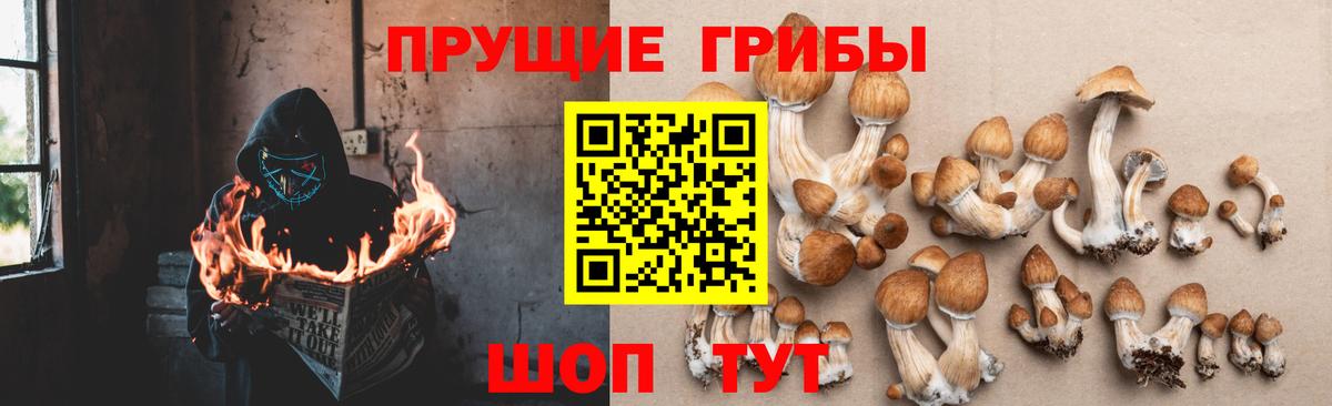 Галлюциногенные грибы мицелий  Псилоцибиновые грибы Psilocybine cubensis  Осинники  Вход с VPN 